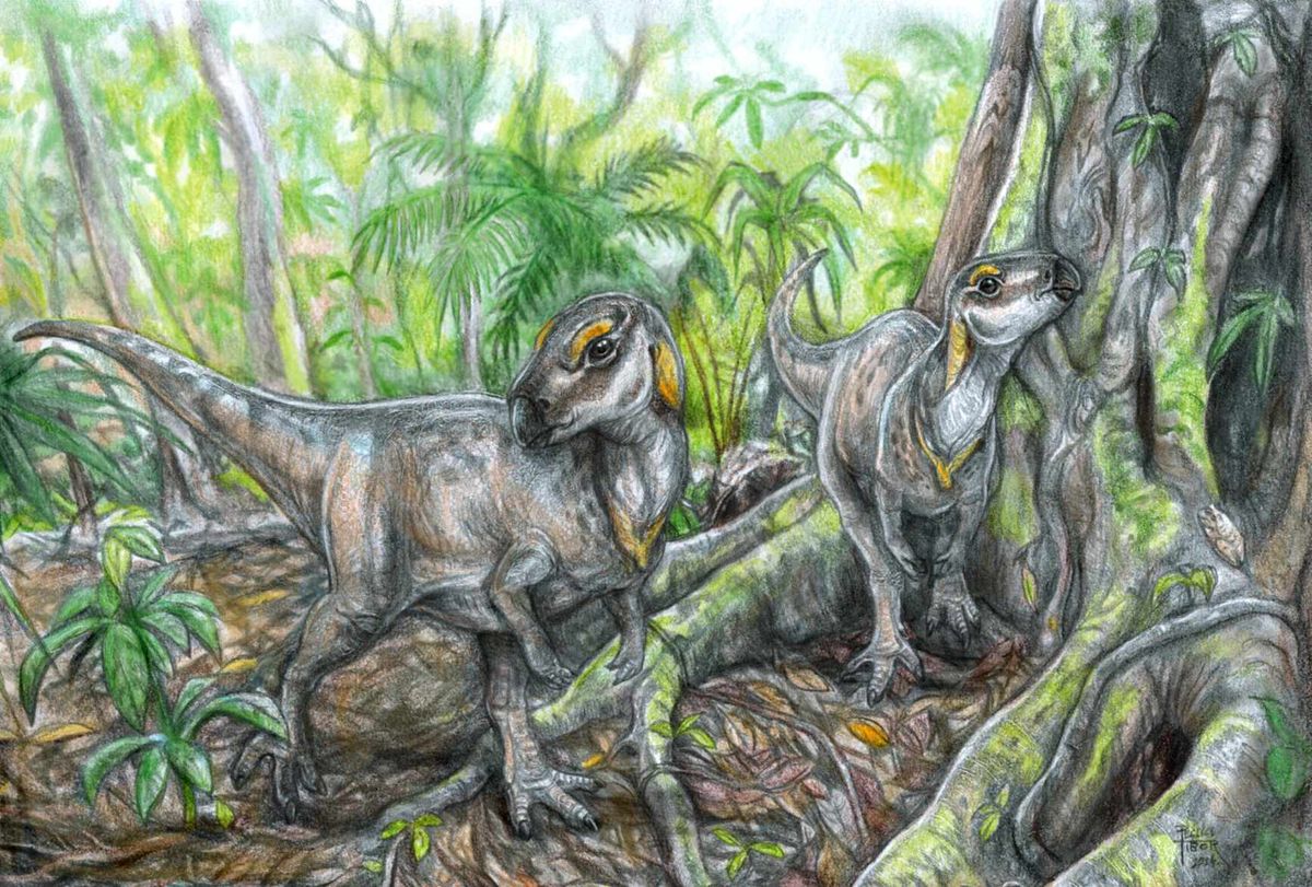 A rhabdodontida dinoszaurusz rekonstrukciója. Pecsics Tibor rajza.