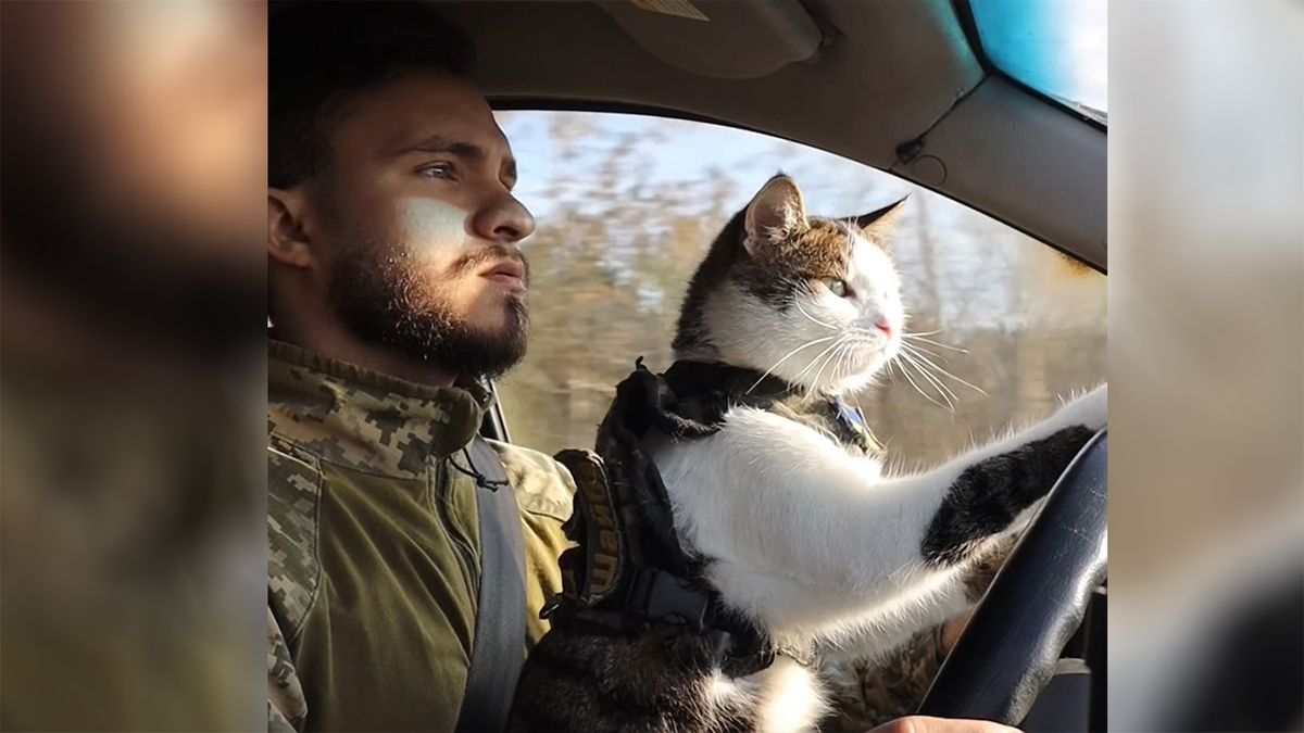 Kitört a macskaháború Ukrajnában – videó