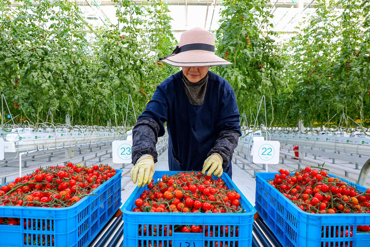 A worker is harvesting tomatoes at the A+ greenhouse factory of Lujia Future Smart Farm in Kunshan, China, on January 11, 2024. (Photo by Costfoto/NurPhoto) (Photo by CFOTO / NurPhoto / NurPhoto via AFP)