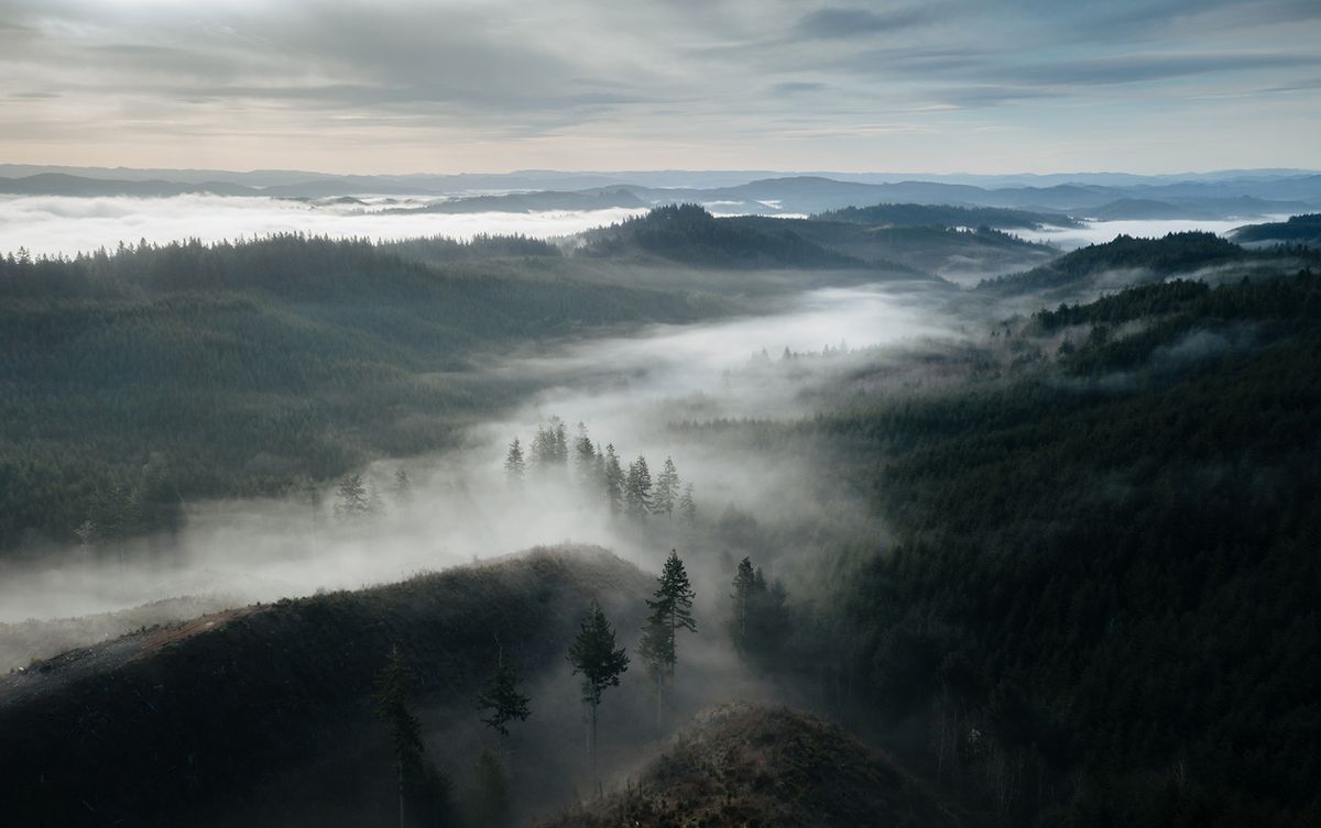 Oregon,Forest,Trees,In,Fog,At,Dusk,,Aerial,View.