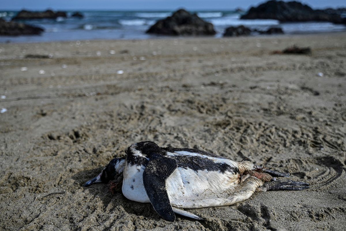 A dead Humboldt penguin lies on the sand at Choros Beach in Coquimbo, Chile on May 30, 2023. Avian influenza is affecting 53 species across Chile, including pelicans, seagulls, and Humboldt penguins, whose population has decreased by 10%. In 2023 alone, the National Fisheries and Aquaculture Service (Sernapesca) has detected 8,140 deaths, almost double the total number of deaths in the last 14 years combined (4,392). The H5N1 virus arrived in Latin America in October 2022 through migratory birds and has spread throughout the continent. A dozen countries have already reported positive cases of the disease. (Photo by MARTIN BERNETTI / AFP) / “The erroneous mention appearing in the metadata of this photo by MARTIN BERNETTI has been modified in AFP systems in the following manner: [A dead Humboldt penguin lies on the sand] instead of [A dead Humboldt penguin affected by the avian influenza is seen]. Please immediately remove the erroneous mention from all your online services and delete it from your servers. If you have been authorized by AFP to distribute it to third parties, please ensure that the same actions are carried out by them. Failure to promptly comply with these instructions will entail liability on your part for any continued or post notification usage. Therefore we thank you very much for all your attention and prompt action. We are sorry for the inconvenience this notification may cause and remain at your disposal for any further information you may require.”