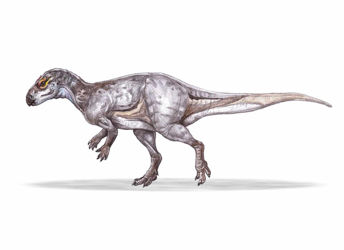 A megtalált részleges csontvázak egy Rhabdodontidae dinoszauruszhoz tartoznak. (Rekonstrukciót készítette: Pecsics Tibor)