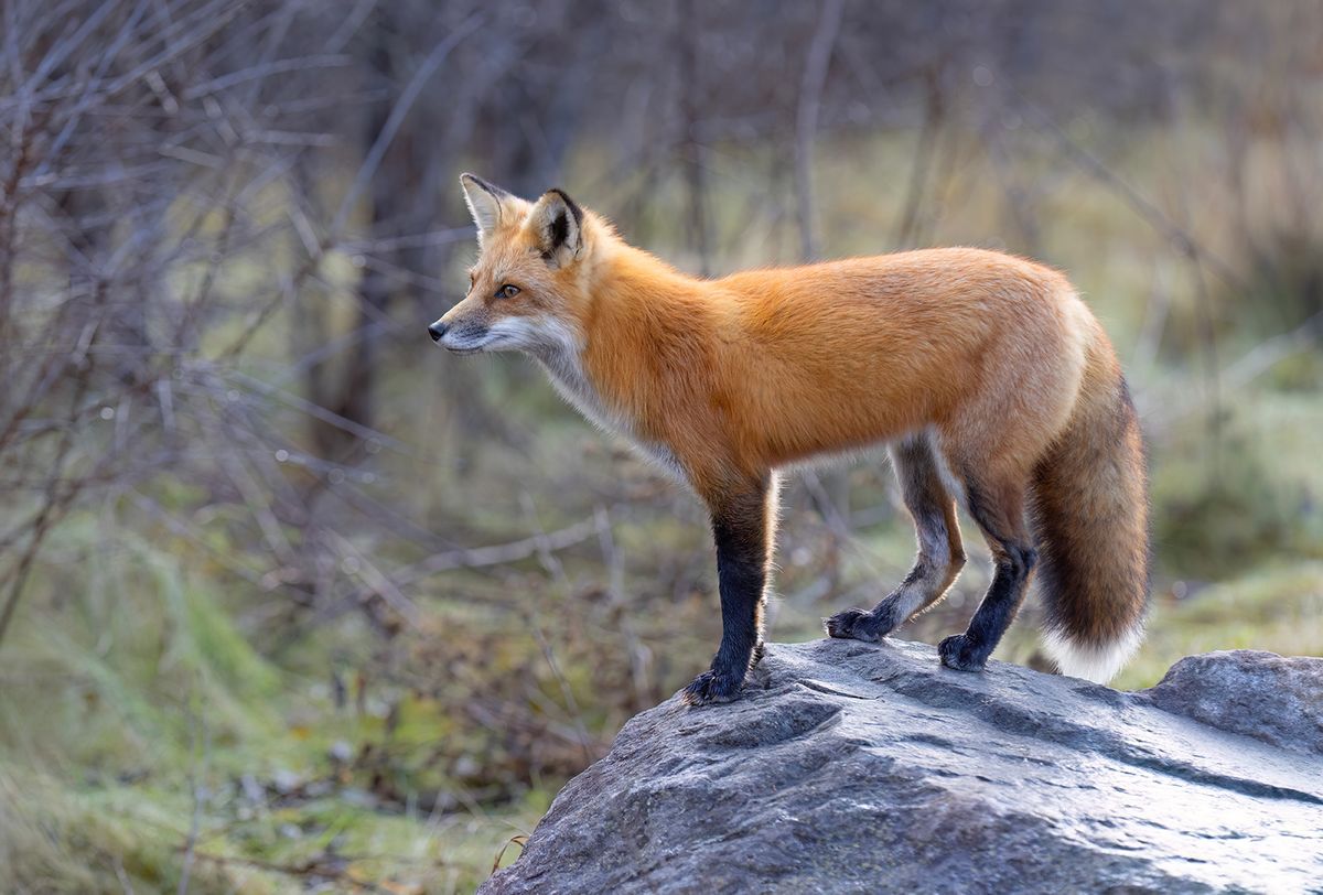A,Young,Red,Fox,With,A,Bushy,Tail,Standing,On, A young red fox with a bushy tail standing on top of a rock in autumn in Ottawa, Ontario, Canada 