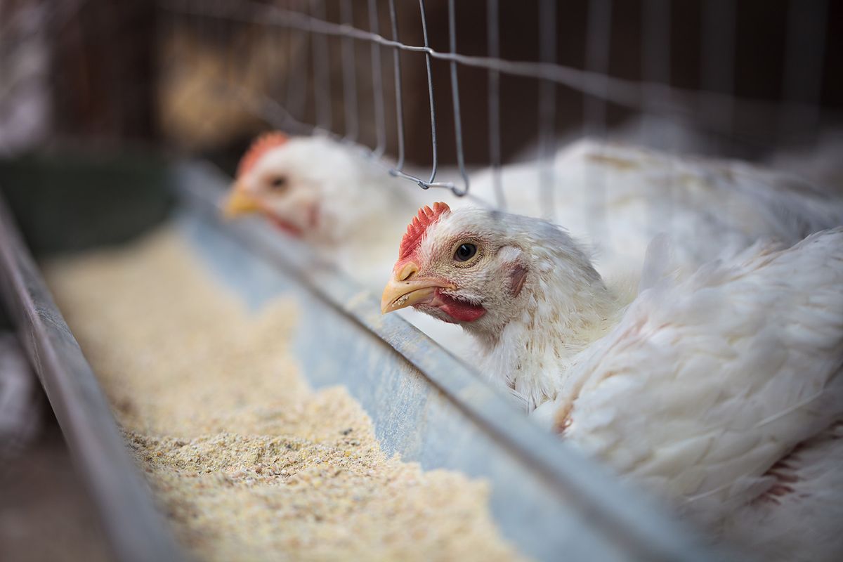 Poultry,Farm,Birds,Eating,From,A,Fodder.,White,Hens,csirke,farm,baromfi, madárinfluenza