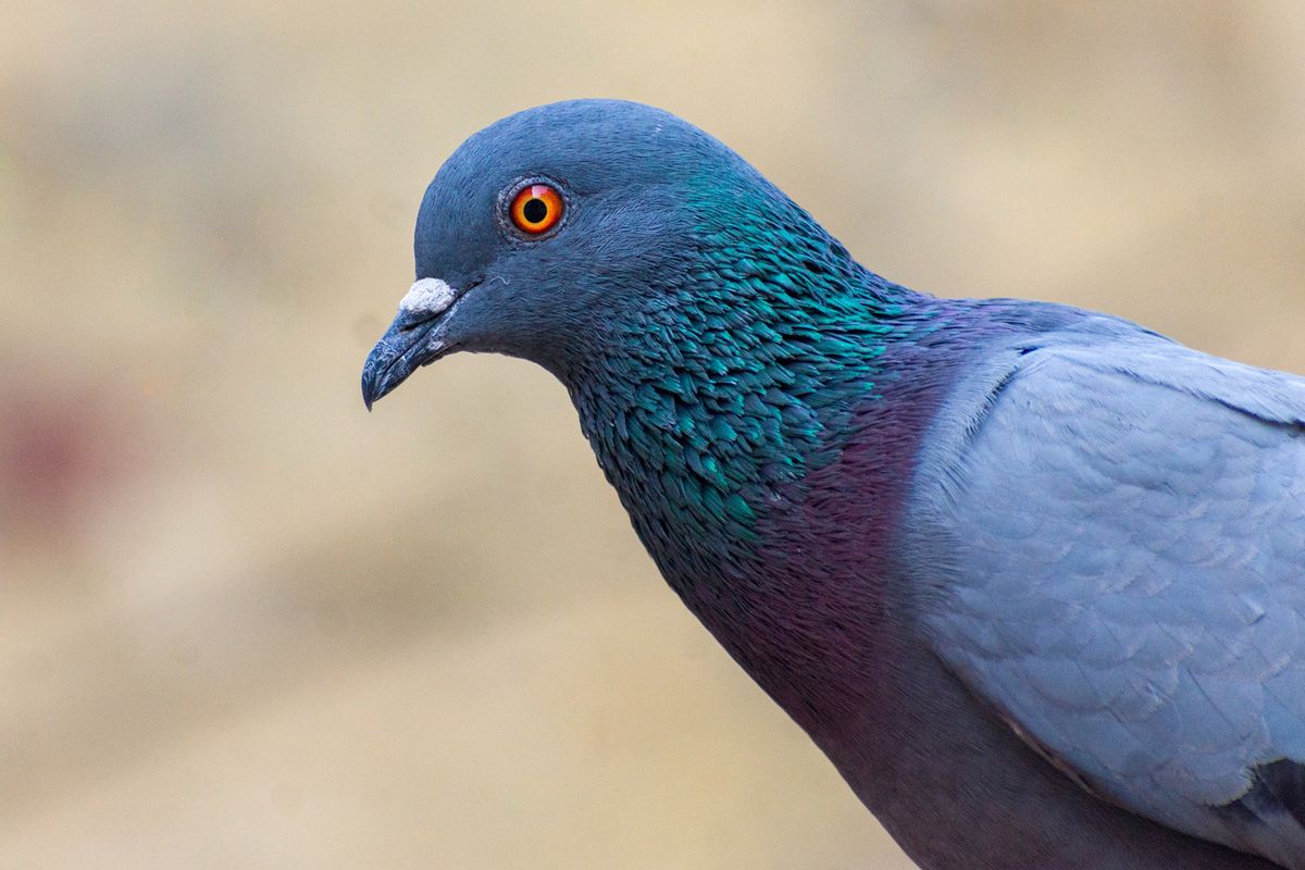 Close-up of peacock,Delhi,India