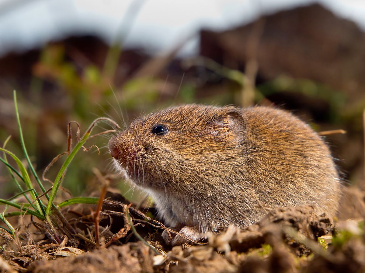Common Vole (Microtus arvalis) on the ground in a field