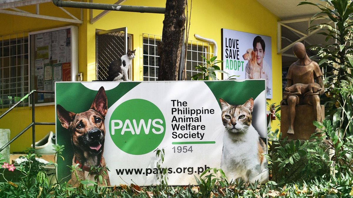 Ilyen is van: mentett állatoknak rendeznek Valentin-napi randit a Fülöp-szigeteken