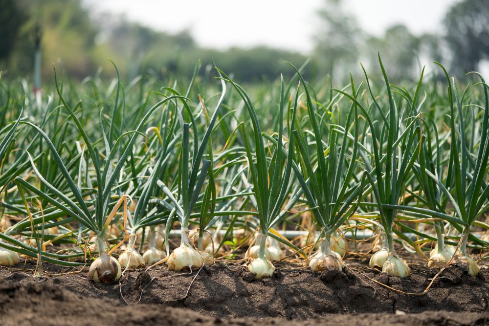 The,Onion,Is,Grown,On,The,Soil,In,The,Plots.