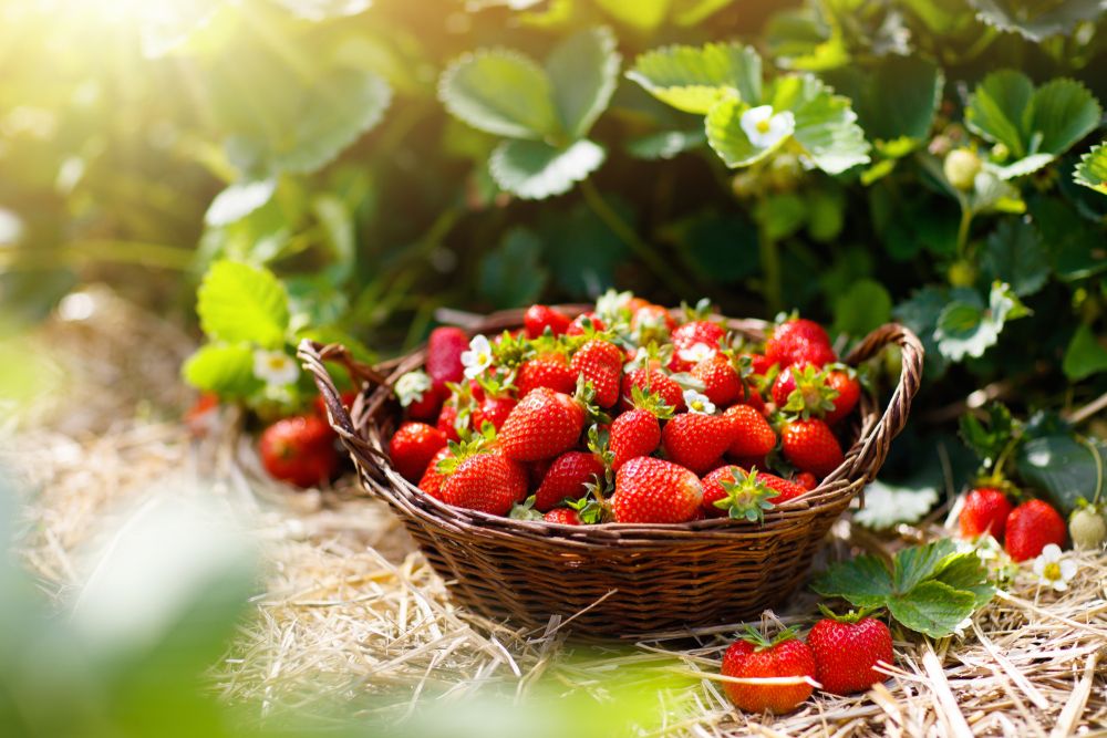 Strawberry,Field,On,Fruit,Farm.,Fresh,Ripe,Organic,Strawberry,In