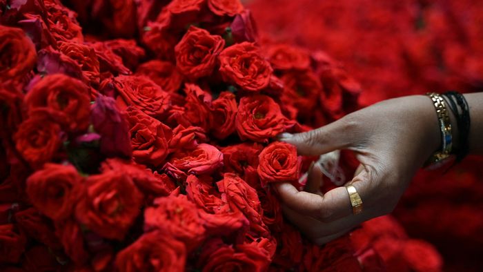 A flower vendor arranges roses for sale on the eve of Valentine’s Day at KR Market in Bengaluru on February 13, 2024.
