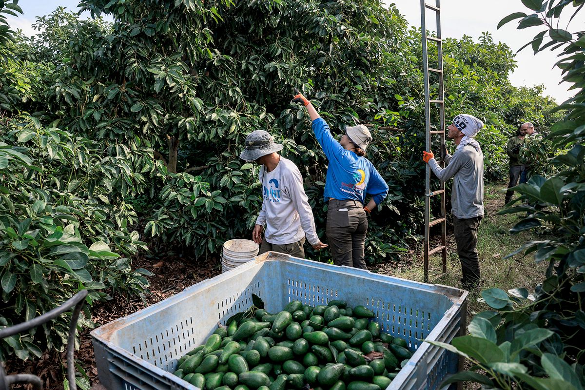 Israeli volunteers take part in the avocado fruit harvest at a plantation near Kibbutz Erez close to the border with the Gaza Strip in southern Israel on December 20, 2023, amidst a shortage of workers due to the ongoing conflict between Israel and the Palestinian militant group Hamas. (Photo by Menahem Kahana / AFP)