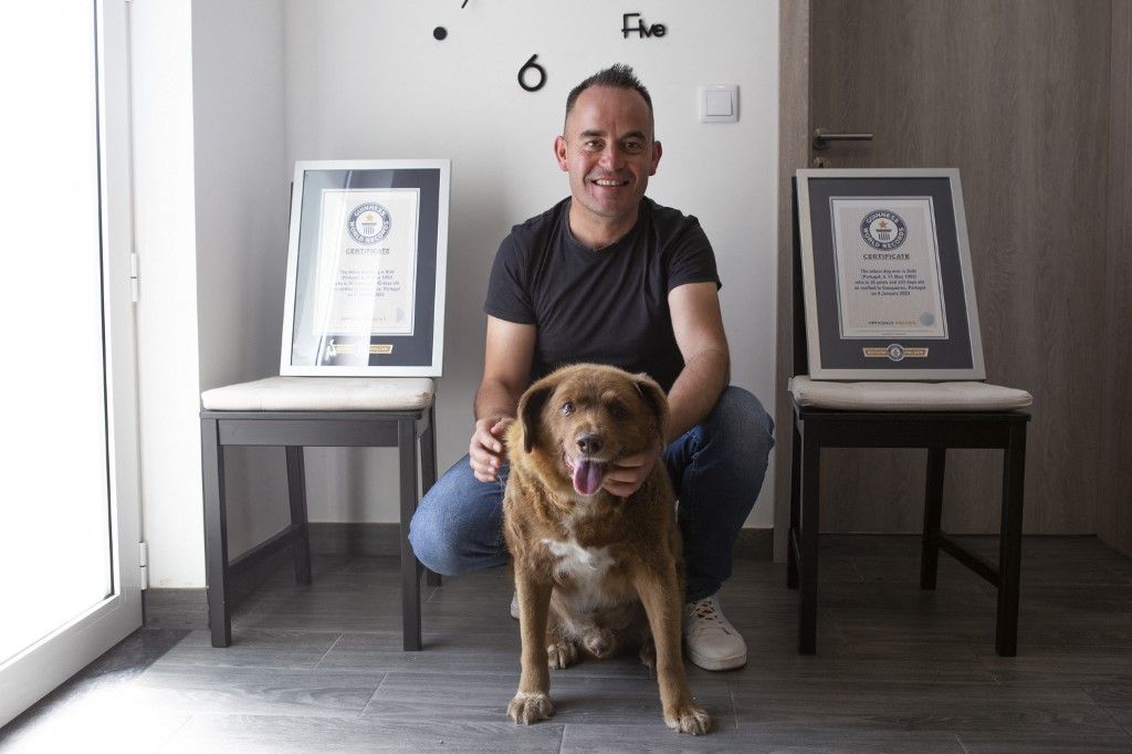 Bobi the world oldest dogLEIRIA, PORTUGAL - JULY 2: Leonel Costa, owner, and 31-year-old dog Bobi pose with Guinness World Record certificates in Leiria, Portugal on July 2, 2023. Bobi holds the Guinness World Record for the oldest living dog and has never been chained or leashed and has always enjoyed free roaming in the forests and farmland surrounding his owner's house. Luis Boza / Anadolu Agency (Photo by Luis Boza / ANADOLU AGENCY / Anadolu via AFP)