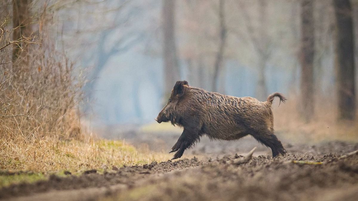 Belakták a szarvasok és a vaddisznók Magyarországot, gyérítésre van szükség