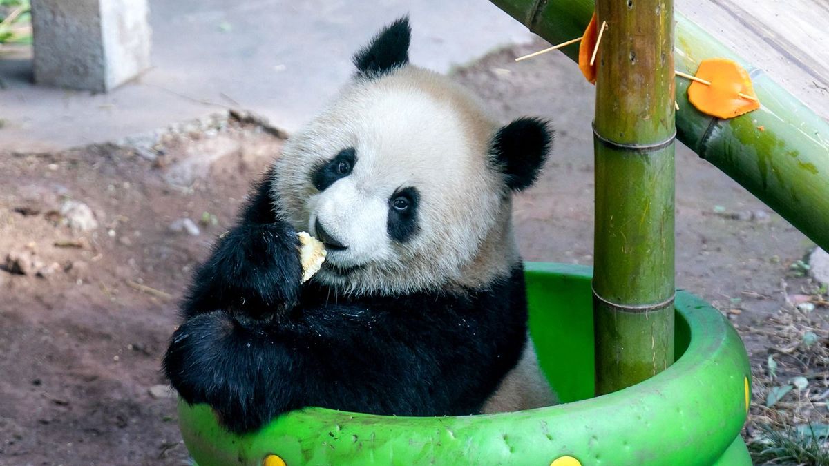 Hamarosan pandák segíthetik az amerikai és kínai nép barátságát
