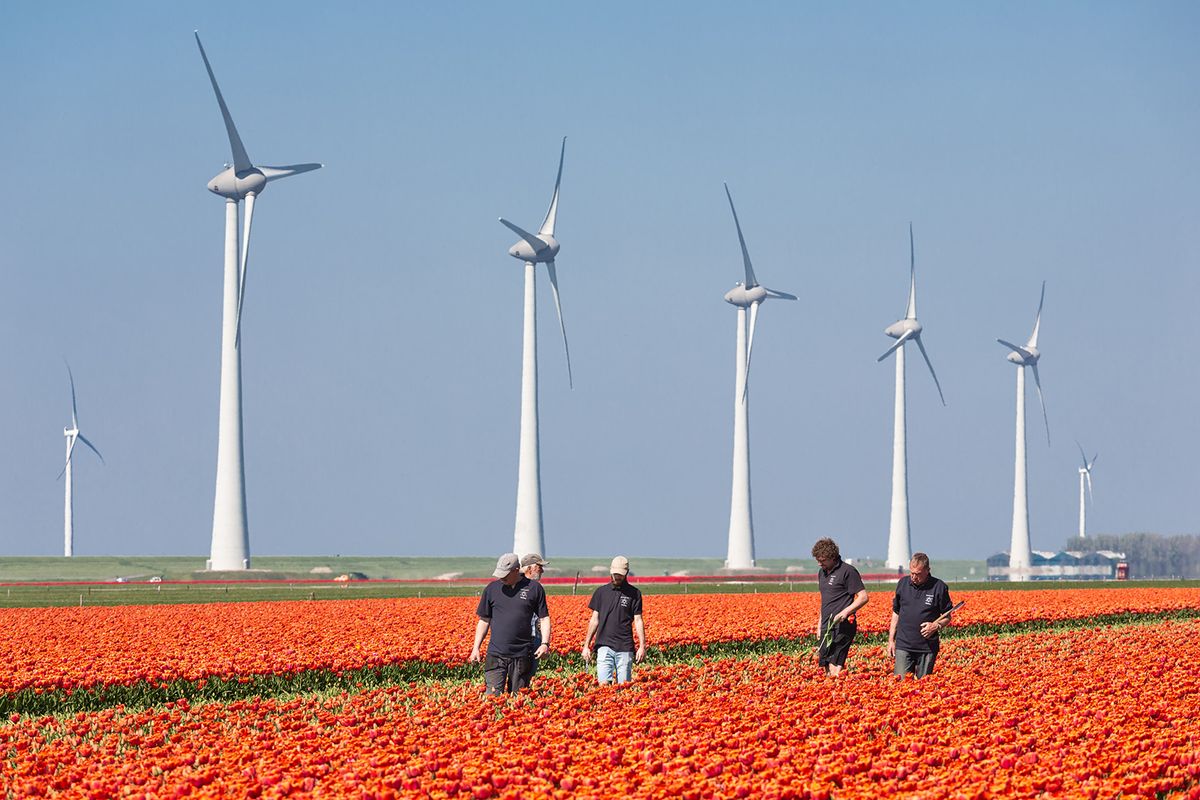 Espel,,The,Netherlands-,April,19,,2019:,Agricultural,Workers,Reviewing,Orange