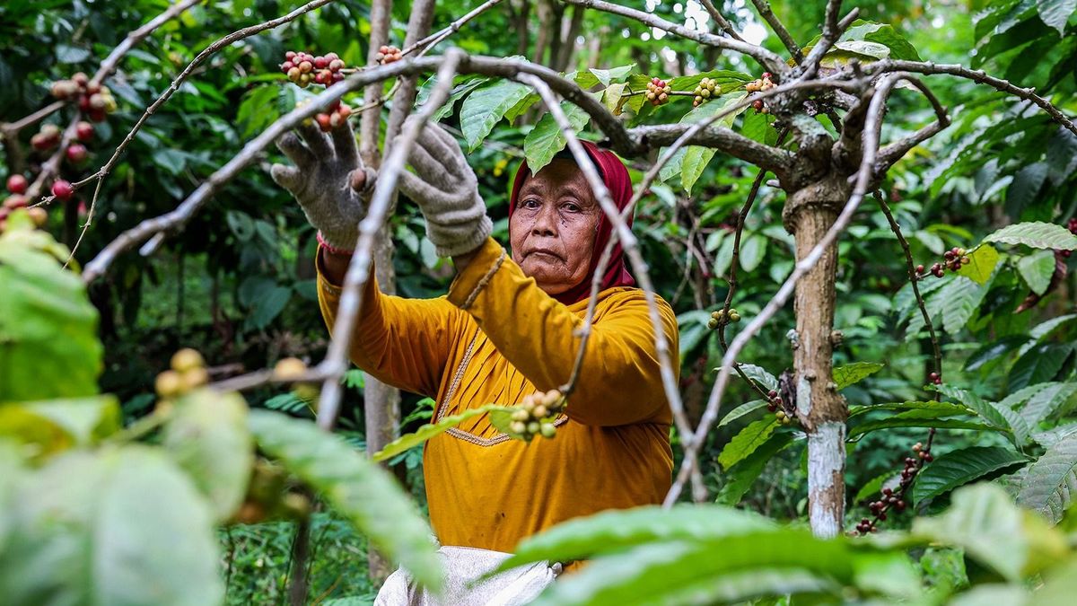 BANYUWANGI, INDONESIA - AUGUST 5: A worker harvests coffee berries at the plantation in Banyuwangi, East Java province, Indonesia on August 5, 2023. The International Coffee Organization expects world coffee consumption to outstrip supply by 7.3m bags this season, widening from a 7.1m bag deficit last season, according to the agency's most recent report. Garry Andrew Lotulung / Anadolu Agency (Photo by Garry Andrew Lotulung / ANADOLU AGENCY / Anadolu via AFP)