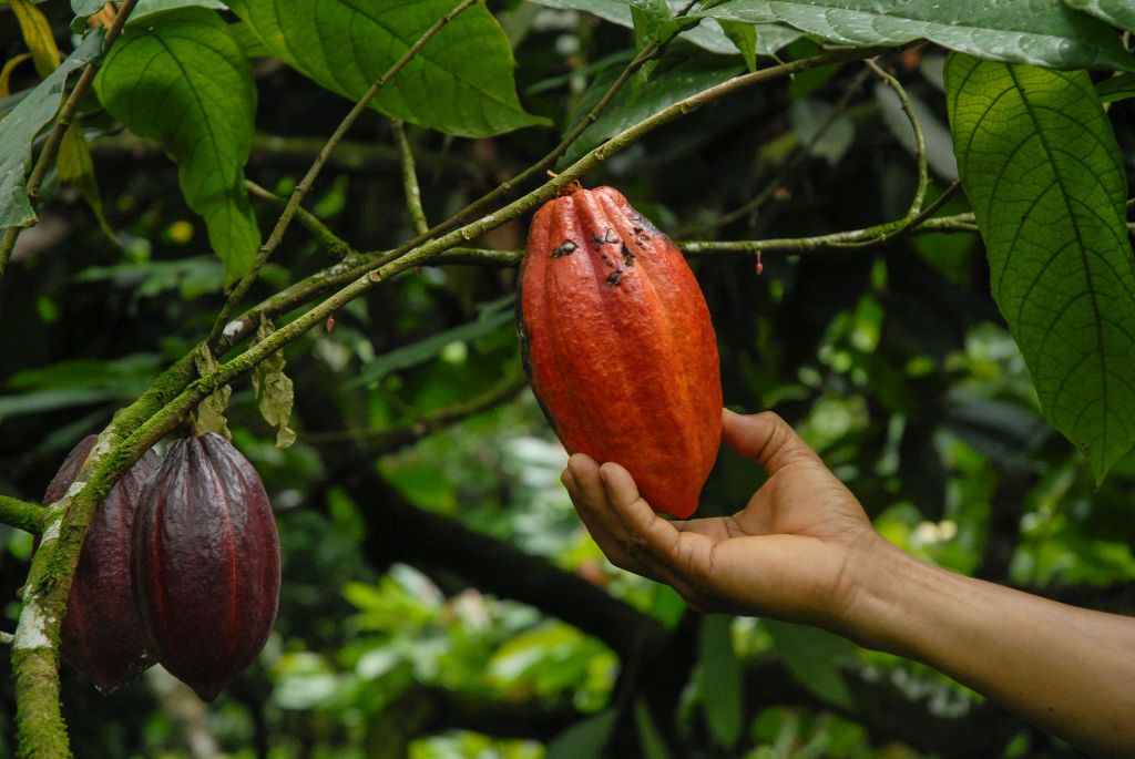 Cocoa pods at various stages of ripeningSAO TOME AND PRINCIPE - 2019/10/18: Cocoa pods at various stages of ripening. (Photo by Lena Trindade/Brazil Photos/LightRocket via Getty Images)SAO TOME AND PRINCIPE - 2019/10/18: Cocoa pods at various stages of ripening. (Photo by Lena Trindade/Brazil Photos/LightRocket via Getty Images)