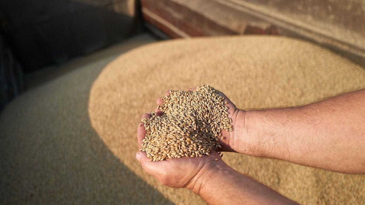 Ingyen adott gabonát afrikai államoknak Oroszország