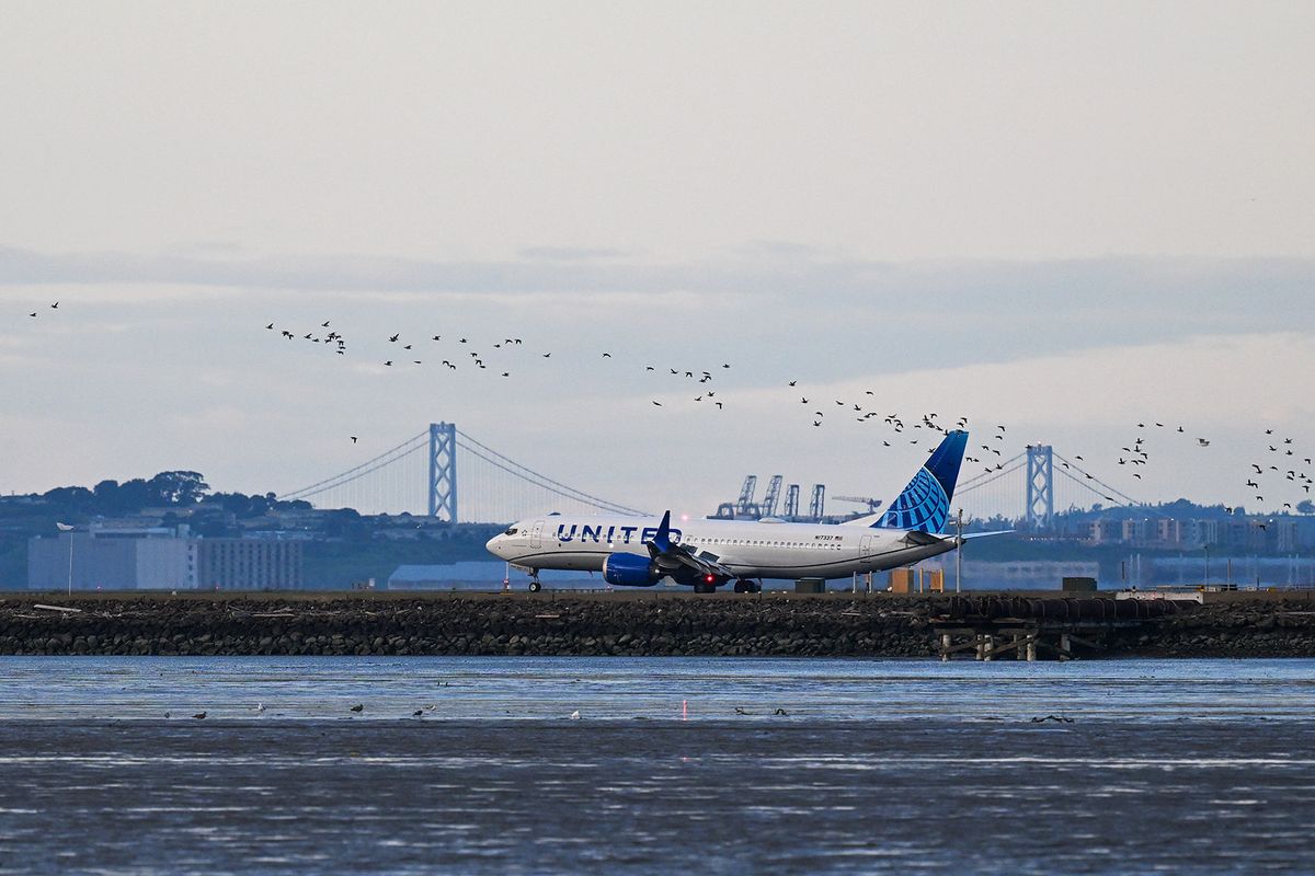 SAN FRANCISCO, UNITED STATES - FEBRUARY 8: A United Airlines plane lands as hundreds of ducks fly along at San Francisco International Airport (SFO) in San Francisco, California, United States on February 8, 2024. Tayfun Coskun / Anadolu (Photo by Tayfun Coskun / ANADOLU / Anadolu via AFP)