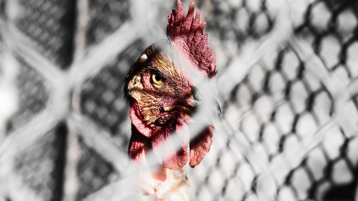 Captive,Rooster,In,Coop,Behind,Wire,Fence csirke
