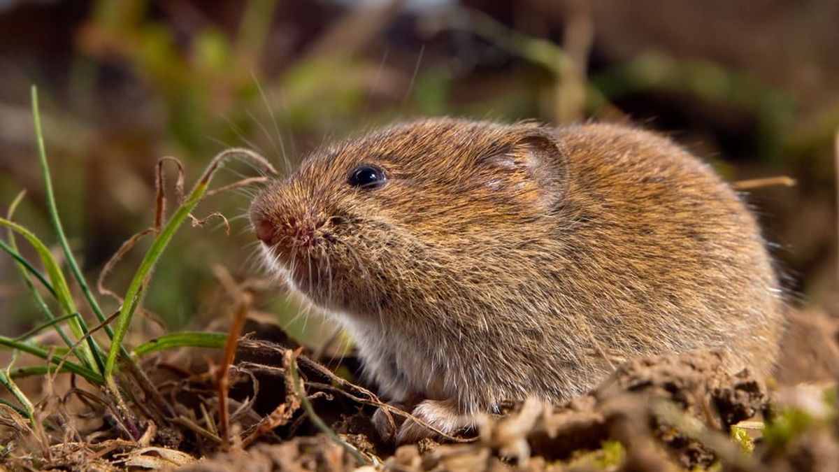 Megkapták az engedélyt a gazdálkodók, visszaszorítható a pocokinvázió