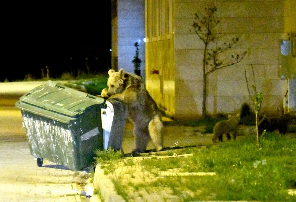 Brown bear and cubs searching garbage cans in Turkey's Kars