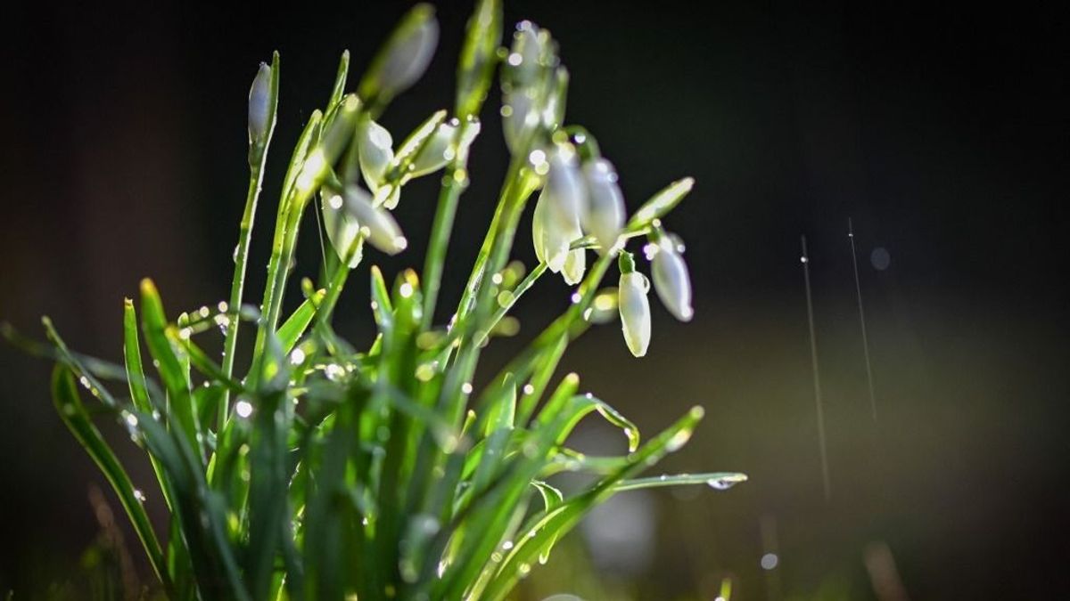 Egész héten marad a tavasz