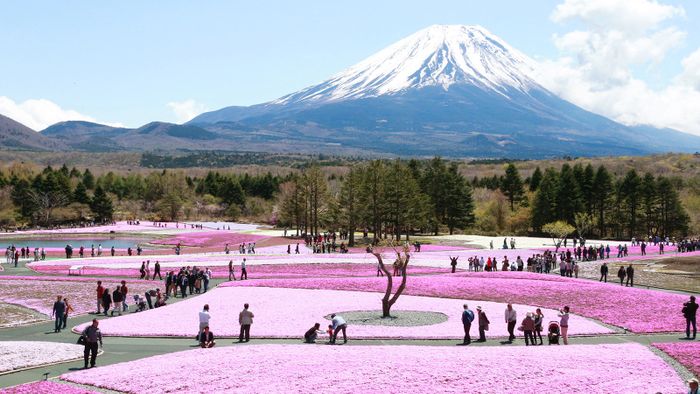Mt. Fuji status symbol
People snap photos of beautiful land scape of moss phlox with Mr. Fuji, a symbol of Japan that will most likely be registered as a World Cultural  Heritage site in the background in Fujikawaguchiko, Yamanashi Prefecture on May 2, 2013. About 800,000 of the flowers in 2.4 hectares of land at the foot of the mountain are in full bloom.  ( The Yomiuri Shimbun ) (Photo by Norikazu Tateishi / Yomiuri / The Yomiuri Shimbun via AFP)