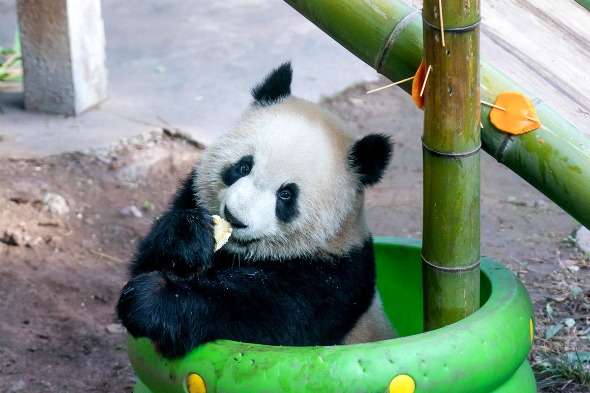 Giant pandas at Chongqing Zoo