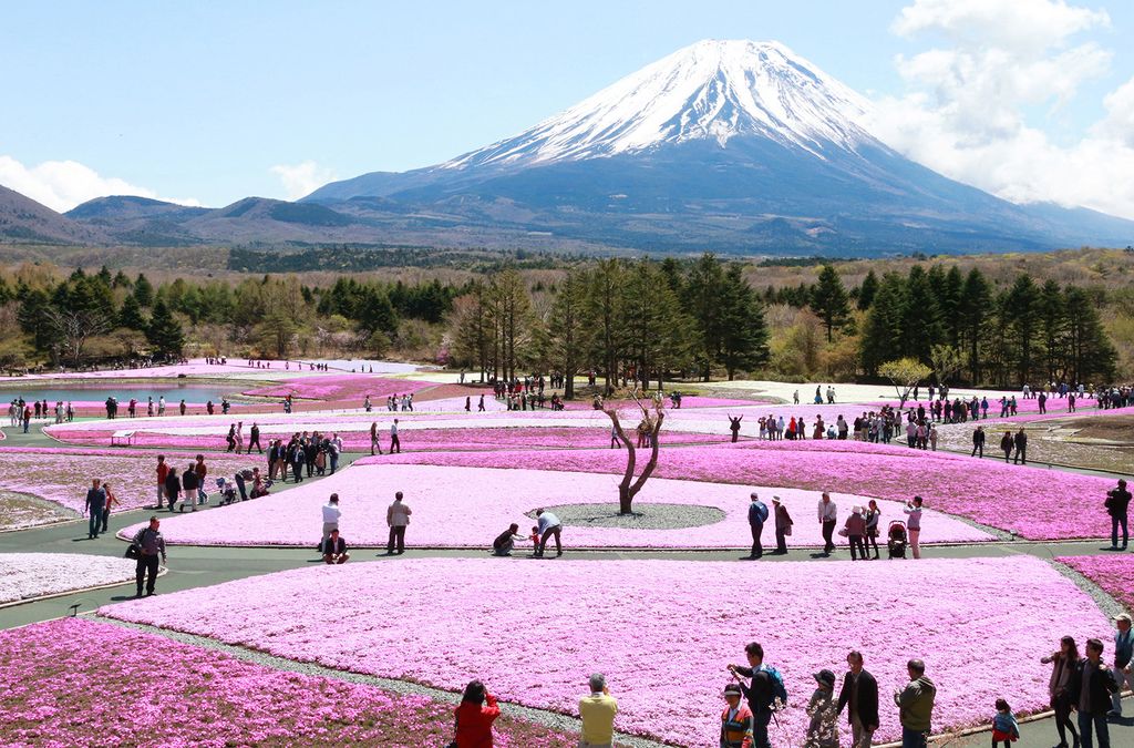 Mt. Fuji status symbol
People snap photos of beautiful land scape of moss phlox with Mr. Fuji, a symbol of Japan that will most likely be registered as a World Cultural  Heritage site in the background in Fujikawaguchiko, Yamanashi Prefecture on May 2, 2013. About 800,000 of the flowers in 2.4 hectares of land at the foot of the mountain are in full bloom.  ( The Yomiuri Shimbun ) (Photo by Norikazu Tateishi / Yomiuri / The Yomiuri Shimbun via AFP)