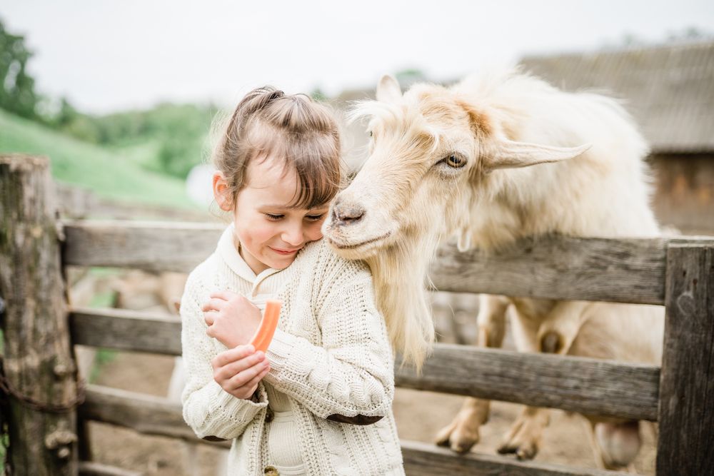 Little,Girl,Feeding,Goats,On,The,Farm.,Agritourism,Concept.,Life