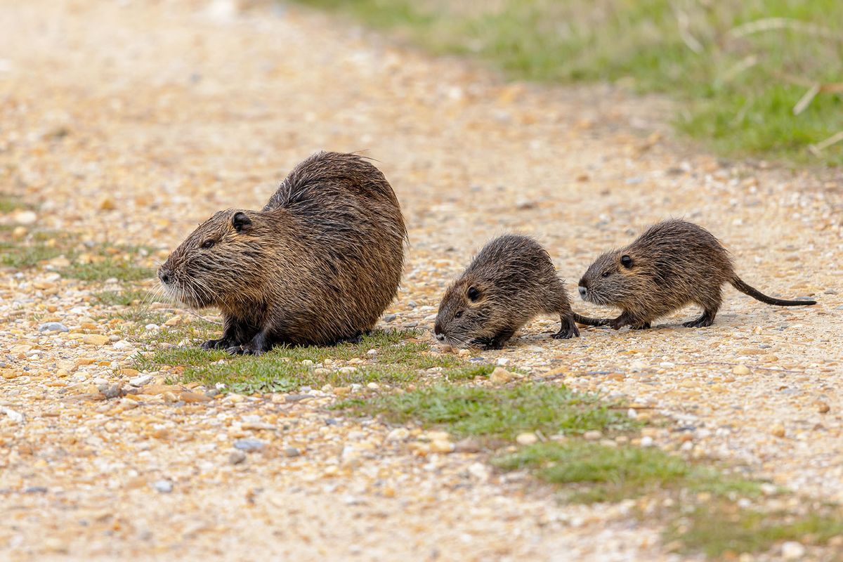 Nutria,(myocastor,Coypus),Aquatic,Rodent,With,Young.,Wild,Coyou,With