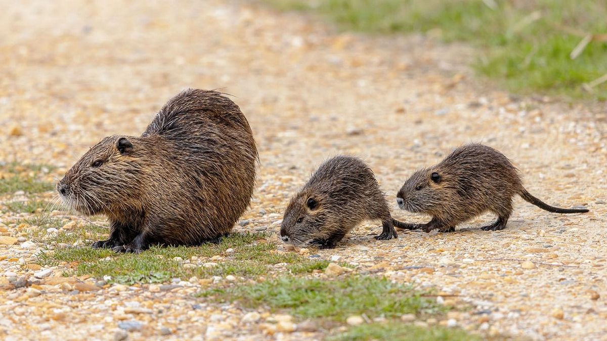 Egyre gyorsabban terjed a hódpatkány, azaz nutria, a szőrmeállatból lett üldözött kártevő