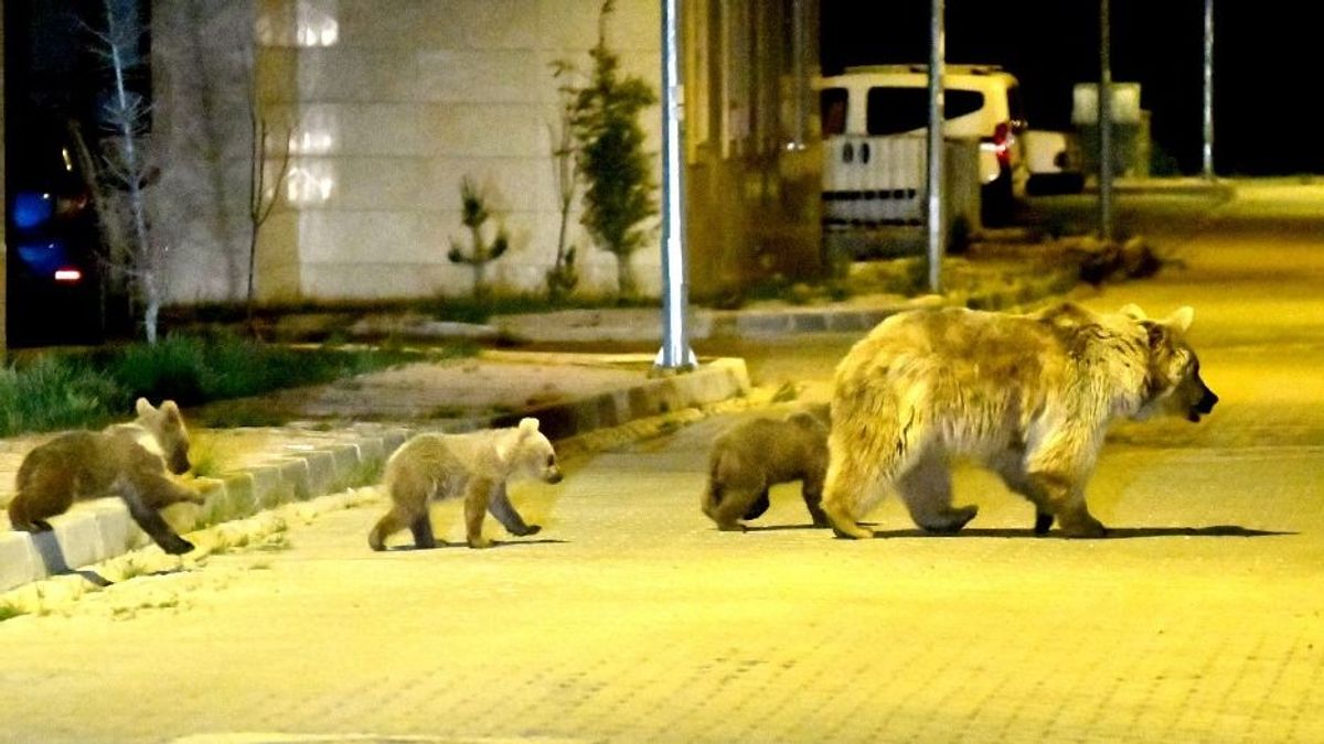 Kézikönyvvel veszi fel a harcot a medvékkel Pozsony