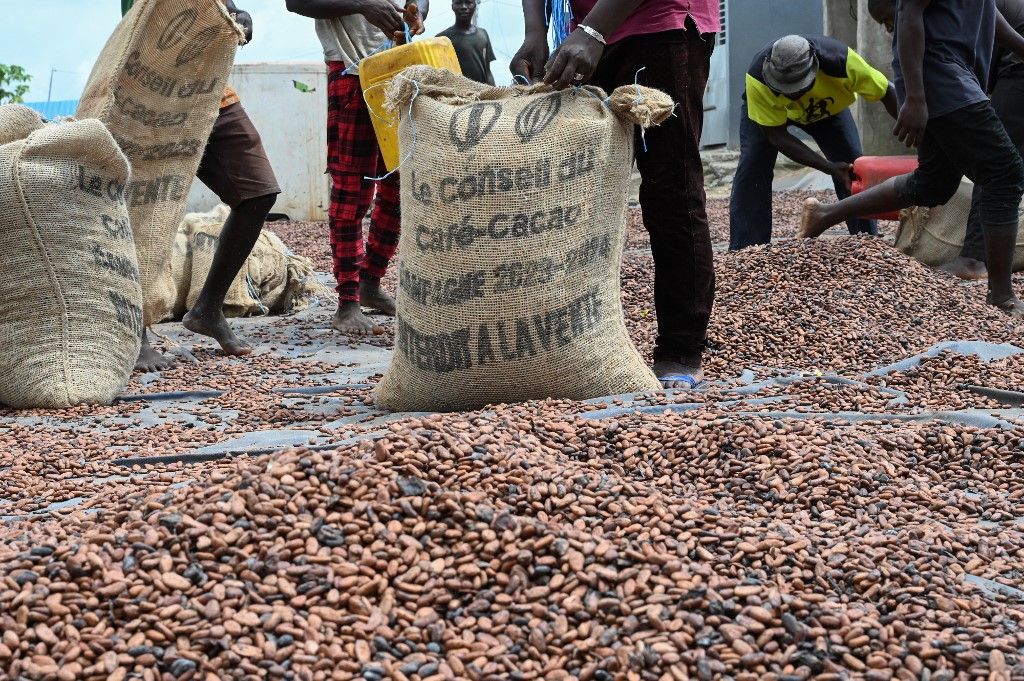 Workers collect dry cocoa beans in front of the store of a cocoa cooperative in the village of Hermankono on November 14, 2023. Unusually heavy rains in Ivory Coast have lowered substantially the production of cocoa expected from farms. Ivory Coast supplies around 40% of the world's cocoa and the country has suspended temporarily the sale of export contracts. As a result, cocoa prices are breaking records on the financial markets. (Photo by Sia KAMBOU / AFP)
