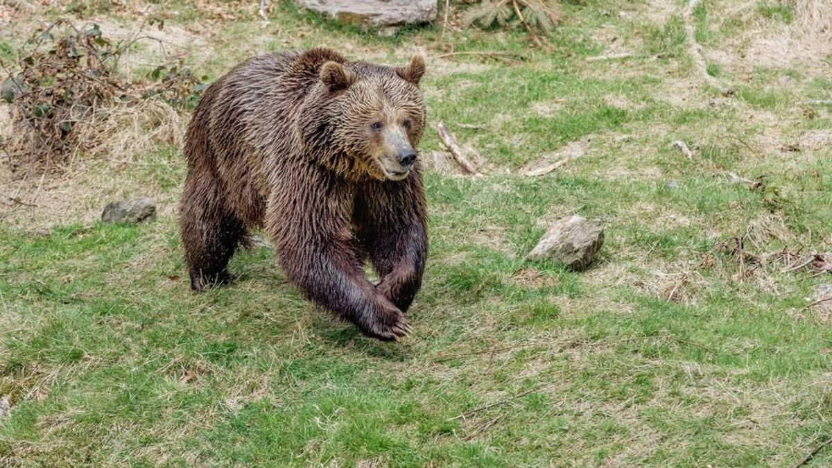 Emberekre támadt egy medve, holtan találtak egy nőt Szlovákiában