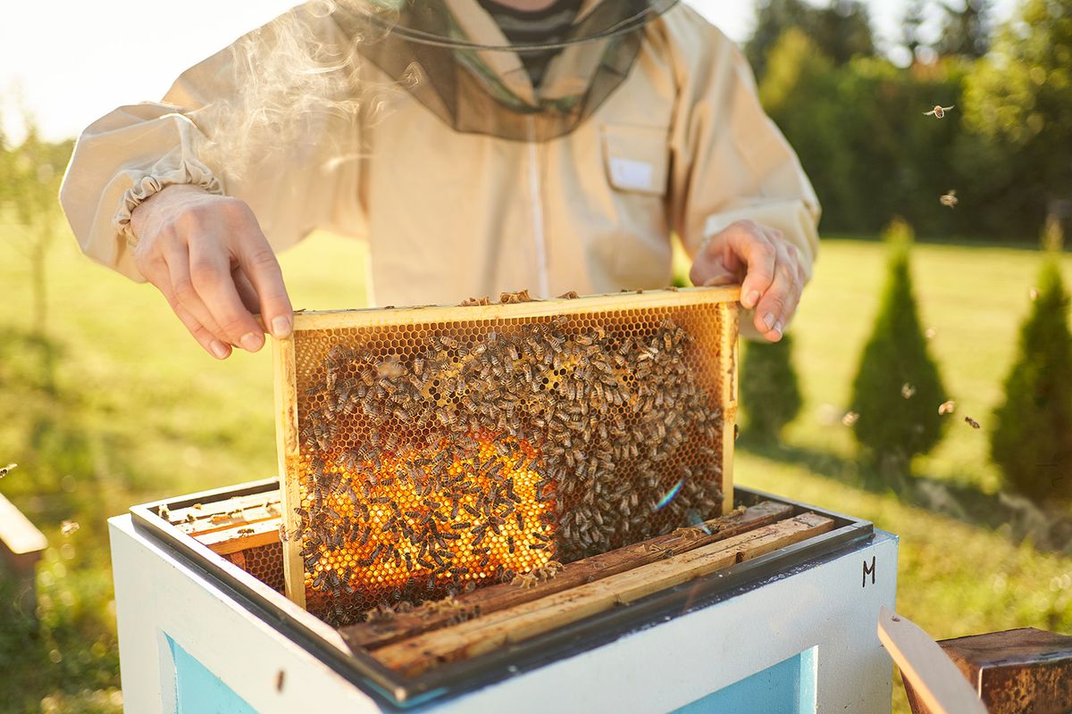 Beekeeper,Removing,Honeycomb,From,Beehive.,Person,In,Beekeeper,Suit,Taking