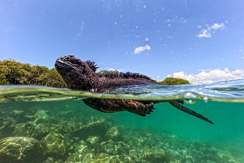 2024. március 6-án tengeri leguánt (Amblyrhynchus cristatus) láttak a Tortuga-öbölben, a Santa Cruz-szigeten, amely az ecuadori Galápagos-szigetcsoport része. 