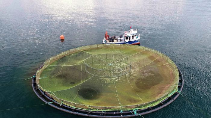 Black Sea Salmon Farming in Turkey's Trabzon