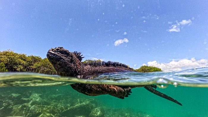 2024. március 6-án tengeri leguánt (Amblyrhynchus cristatus) láttak a Tortuga-öbölben, a Santa Cruz-szigeten, amely az ecuadori Galápagos-szigetcsoport része. 