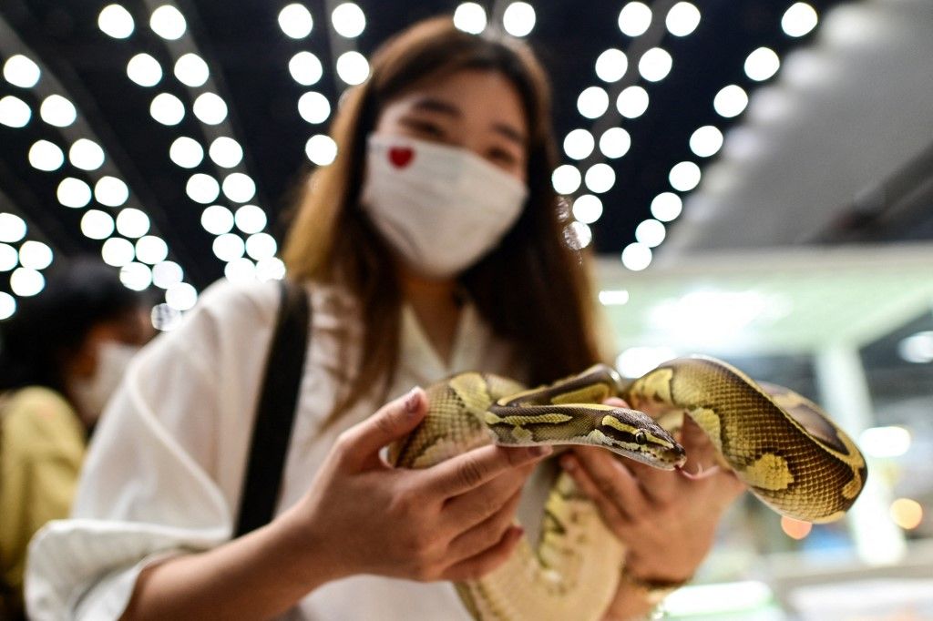 A woman holds a ball python during the 2022 Pet Expo Championship in Bangkok on September 8, 2022. (Photo by MANAN VATSYAYANA / AFP)