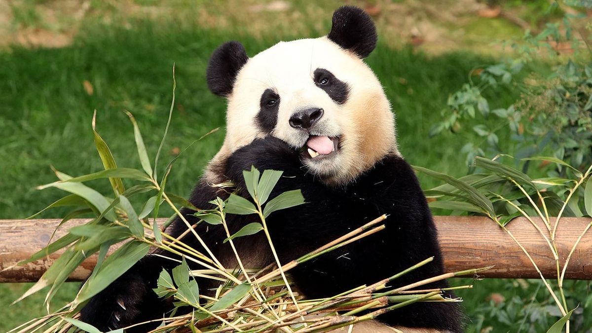 Búcsúbulit tartottak az első dél-koreai pandának