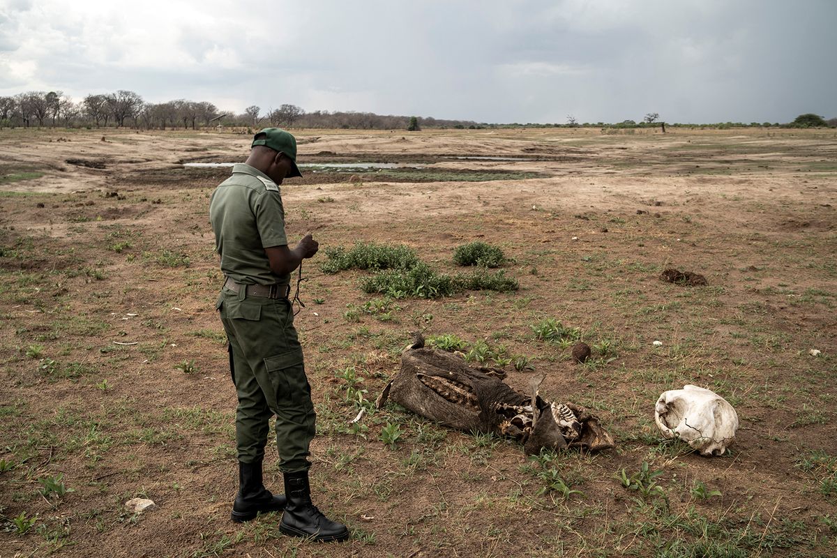 A szárazság miatt kevesebb a gabona, ami miatt kilőtt annak ára és az áramszünetek is egyre gyakoribbak 
Game ranger Simba Marozva collects GPS location of a decomposed elephant which died due to drought in Hwange National Park in Hwange, northern Zimbabwe on December 16, 2023. The 14,600 square kilometres (5,600 square mile) park is home to more than 450,000 savanna elephants, so many that they are considered a threat to the environment. The scene is still heart-breaking.Blackened corpses scar a landscape where the rains have been more than six weeks late and scorching temperatures have regularly hit 40 degrees Celsius (104 Fahrenheit).Some have fallen in dried up water-holes, some spent their final hours in the shade of a tree. Many are infant elephants, but all that is left is the shrivelled skin over the rotting carcass.The intact tusk is a sign that it was a natural death. But there is a heavy stench around the elephants.Marozva and his colleagues go on daily hunts for the bodies.The elephants have been demanding growing attention in recent years. (Photo by Zinyange Auntony / AFP)