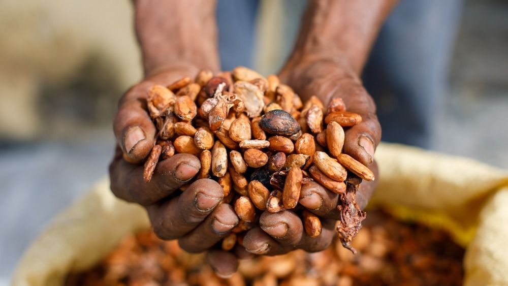 Cocoa,Beans,In,The,Hands,Of,A,Farmer,On,The kakaó