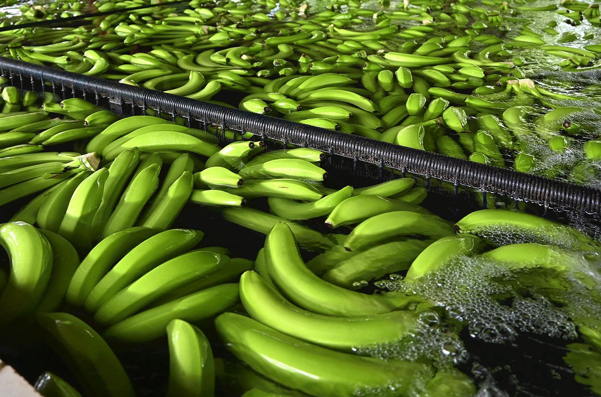 Bananas are ripen at a farm in the suburb of Guayaquil, Ecuador on Nov. 3, 2023. Ecuador is one of the world's leading banana exporters. ( The Yomiuri Shimbun ) (Photo by Mika Otsuki / Yomiuri / The Yomiuri Shimbun via AFP)