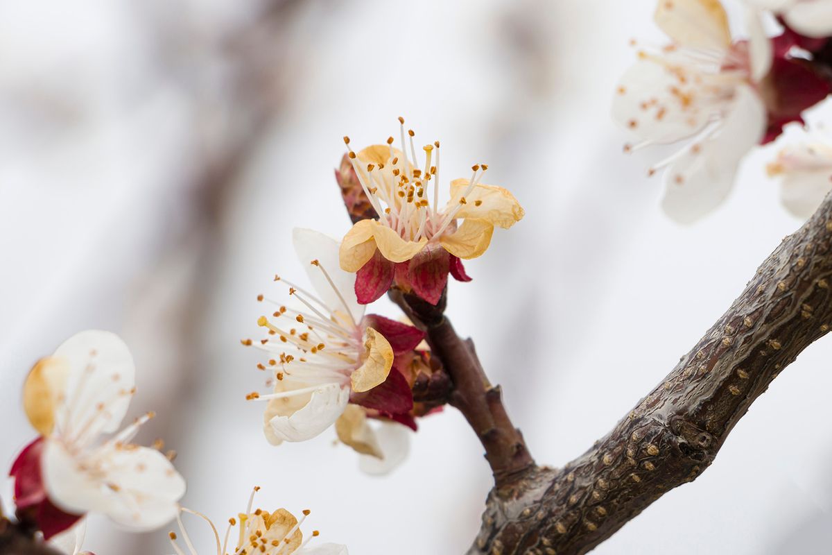 Frost,During,The,Growing,Season.,Apricot,Tree,Flowers,Damaged,By