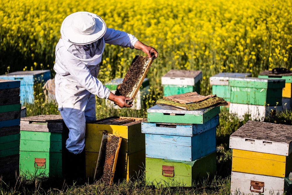 Beekeeper,On,Apiary.,Beekeeper,Is,Working,With,Bees,And,Beehives