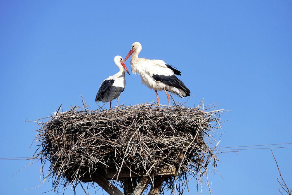 Stork,Returning,To,Their,Nests,In,The,Spring,Months,,The
