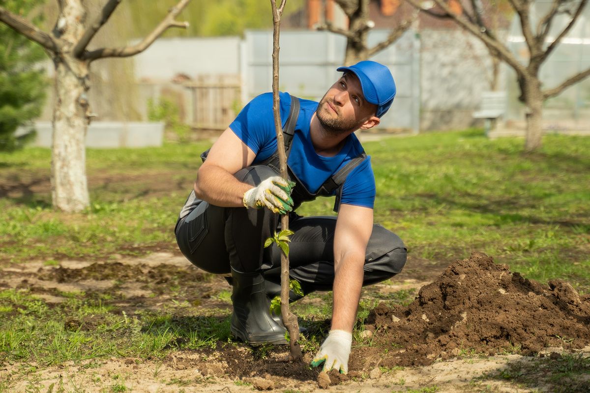 Man,Worker,In,Blue,Cap,Plants,Tree,In,Dug,Pit