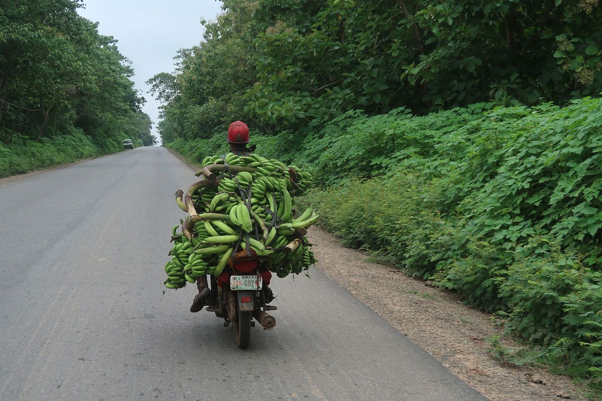 A farmer carries plantain and banana from farm along Ijero-Aramoko, Ekiti State, Nigeria on Sunday, July 12, 2020. Economic activities are bouncing back gradually after the government relaxed lockdown order on Coronavirus (COVID-19) pandemic.  (Photo by Adekunle Ajayi/NurPhoto) (Photo by Adekunle Ajayi / NurPhoto / NurPhoto via AFP)